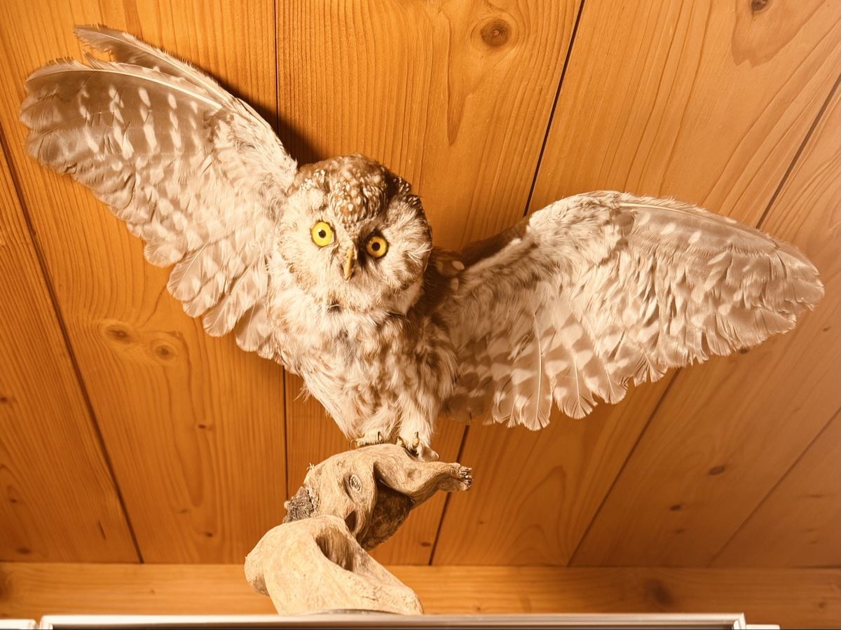 Il mondo degli animali: Civetta tassidermizzata su ramo, decorazione. – Usato da Volketswil venduto da mau_9pxs