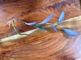 Tradescantia pallida Purple Heart bewurzelter Ableger