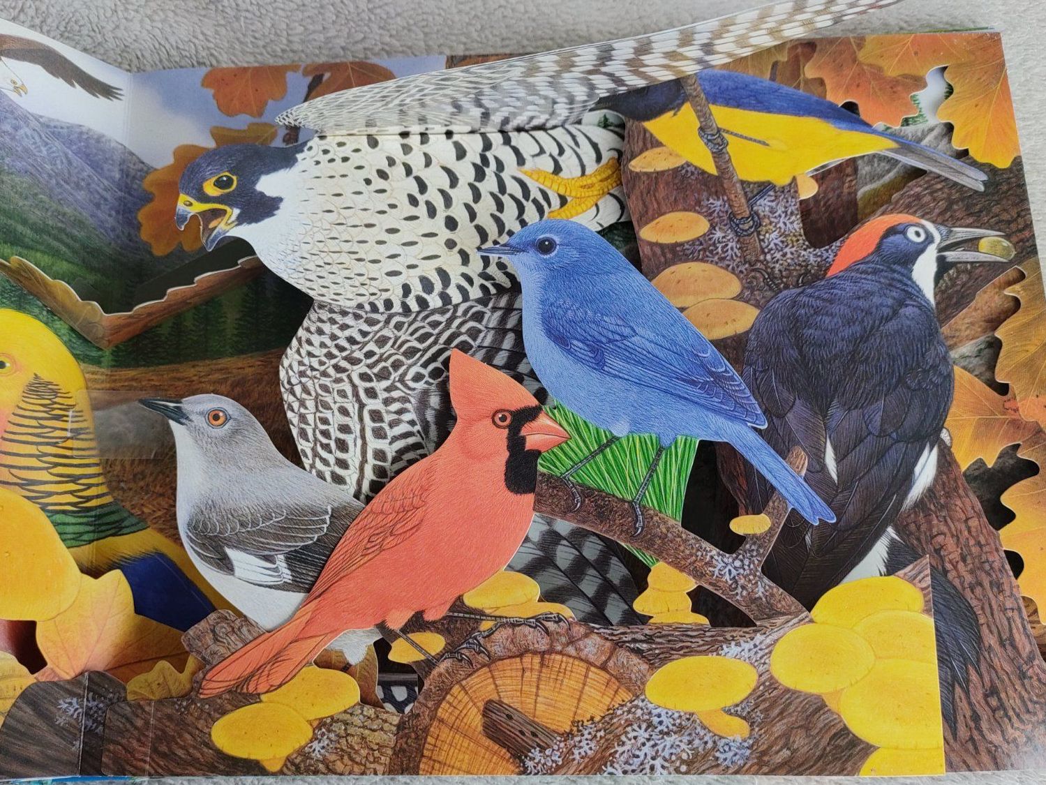 Libri: Buch Zauberklang der Vögel – Usato da Strengelbach venduto da Phorensic_30 4