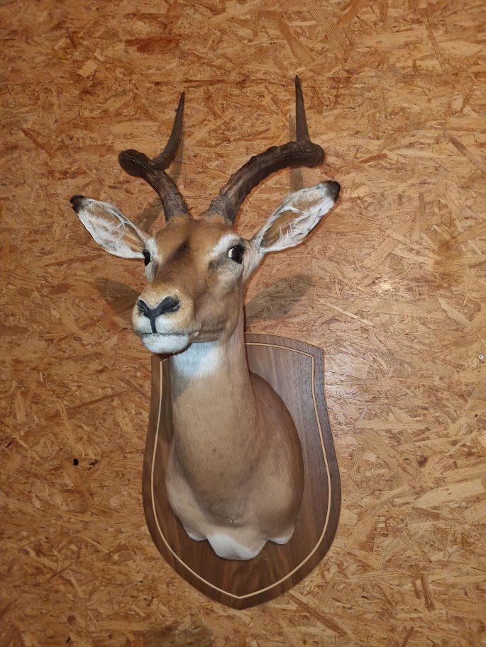 Il mondo degli animali: Trägerpräparat Impala – Usato da Sachseln venduto da fab_nh78