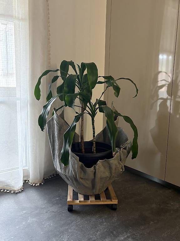 Plantes & graines: Palme inkl. Topf – D'occasion à Thürnen par Yaroc 2