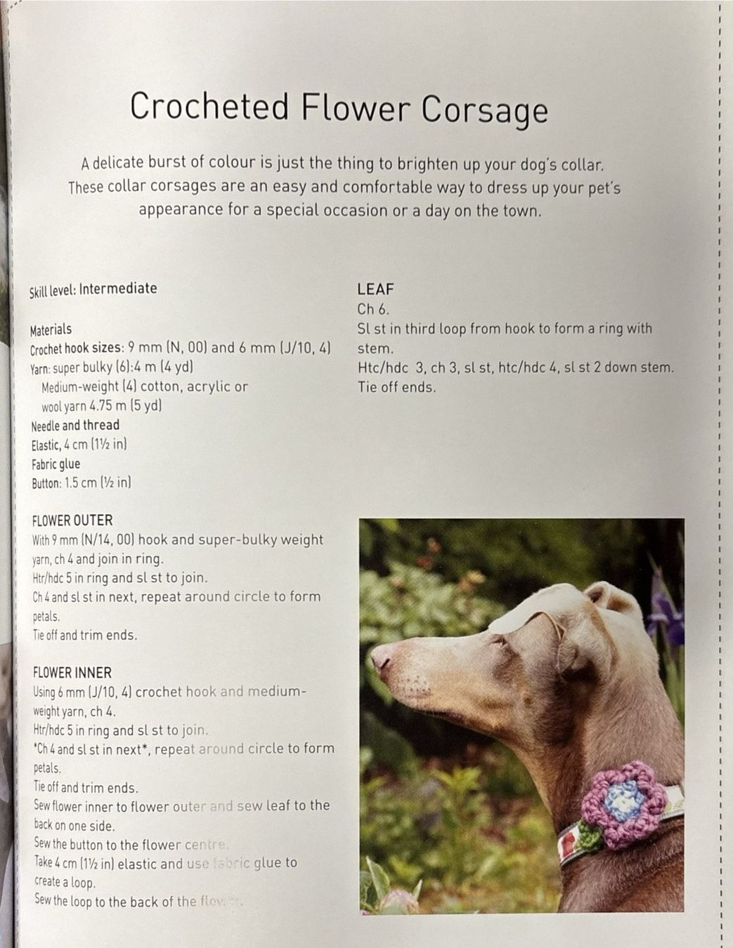 Libri: Patterns for Pooches – Nuovo (secondo la descrizione) da Sarnen venduto da Livres 8