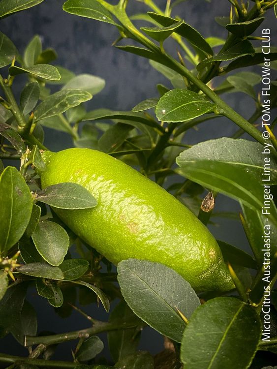 Citroenplant, Citrusplant op een rek, 160 cm hoog voor binnen en buiten