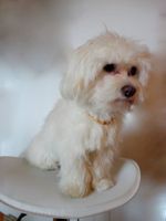 Hundekette - Joy präsentiert  Bernsteinkette/ Amber/ Ambre