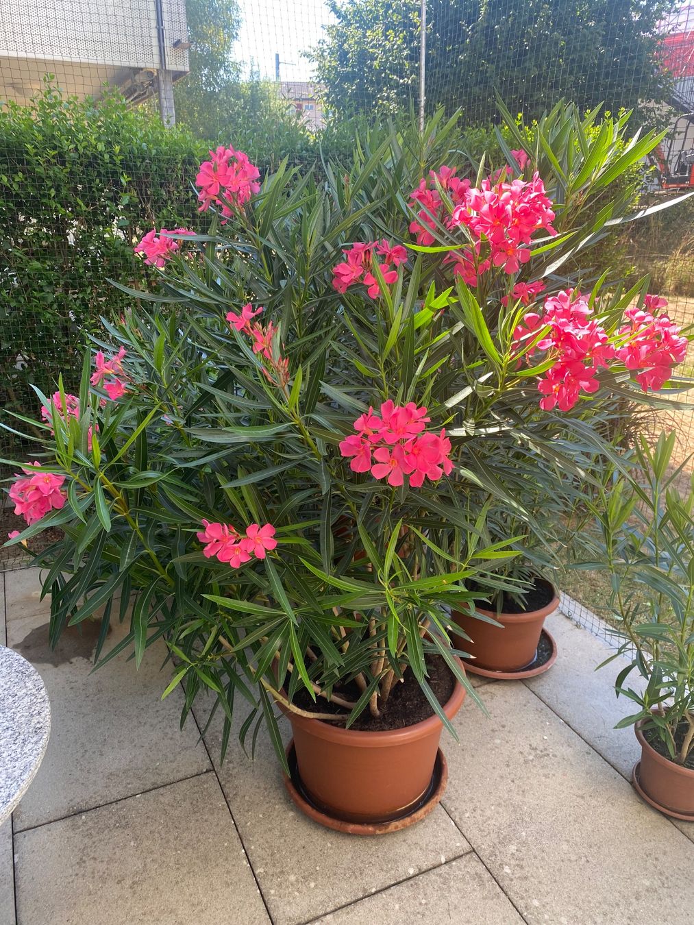 Pflanzen & Samen: Oleander pink, Höhe 170 cm – Neu (gemäss Beschreibung) aus Alchenflüh von smart-