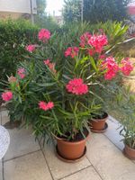 Oleander pink-rosa, Höhe 170 cm