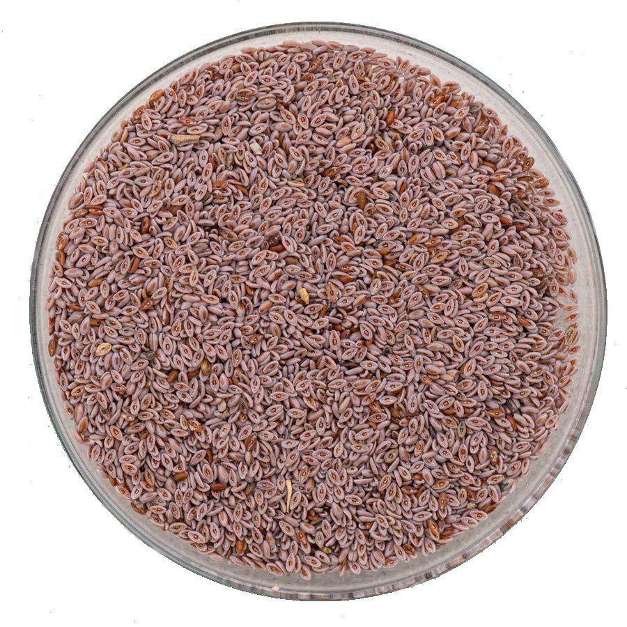 Cibi & Specialità: BIO Flohsamen ungeschält / 1.5 kg – Nuovo e nell'imballaggio originale da Mettendorf TG venduto da Ricardo-Bazar 2