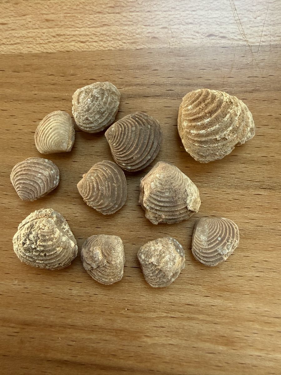 Fossiles: Versteinerte Muscheln – D'occasion à Grenchen par Bastet007 2