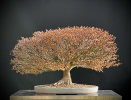 Acer palmatum ‘Kiyohime’ – ausstellungsreifer Bonsai