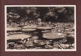 ZÜRICH - Belvoirpark - Seerosenteich - 1927