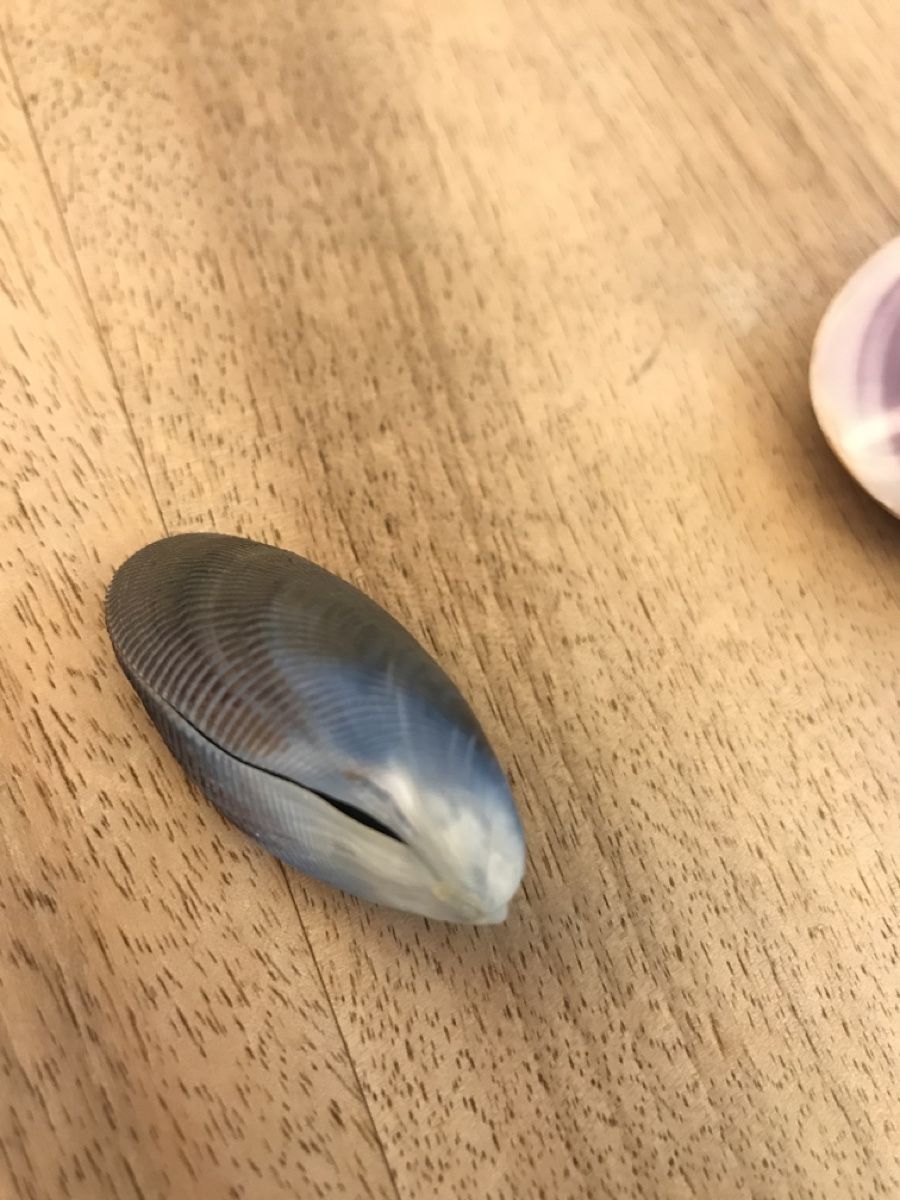 Fossilien: Muscheln 2 Stück, geschlossen – Gebraucht aus Thalwil von mabara42 3