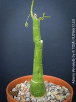 Adenia Venenata - Modecca Abyssinica - botanische Rarität