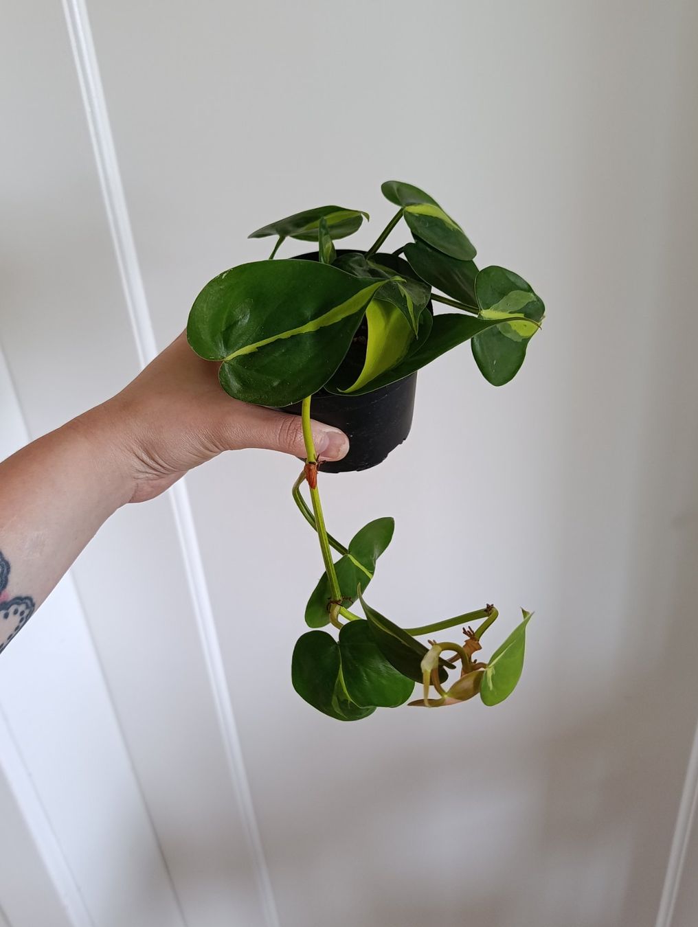 Piante & sementi: Philodendron Brasil – Usato da Baar venduto da L.isa28