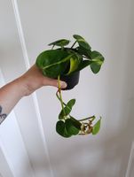 Philodendron Brasil