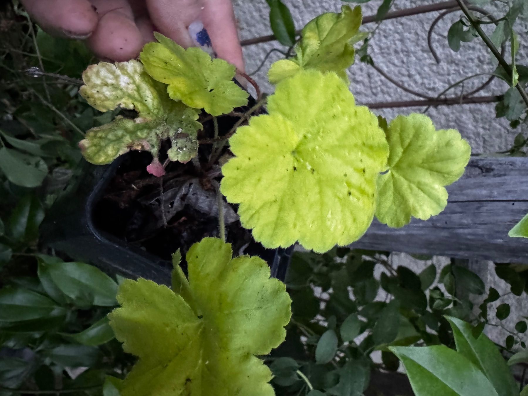 Piante & sementi: Plant heuchere jaune – Usato da Lajoux JU venduto da Briard0