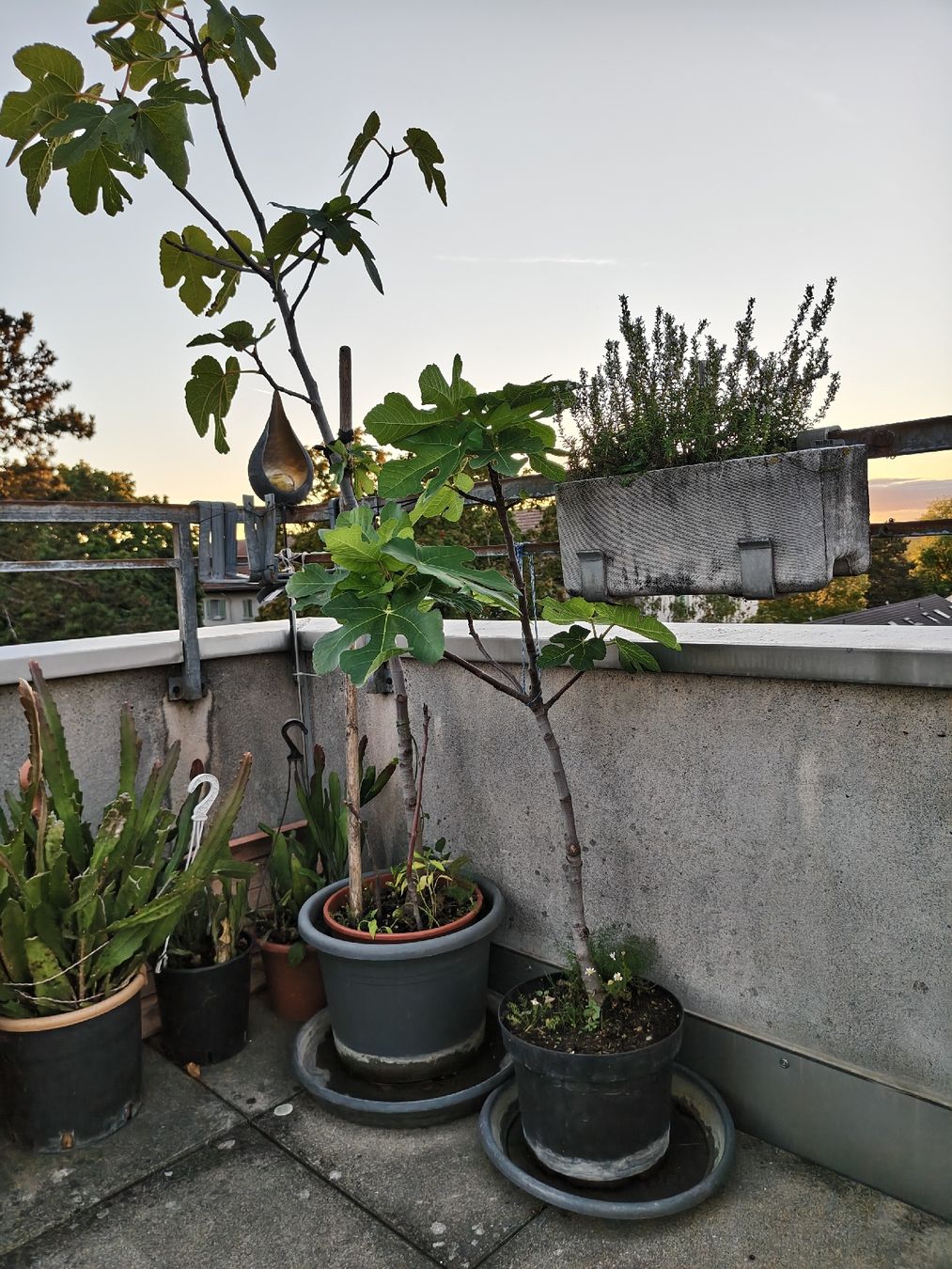 Pflanzen & Samen: 2 Feigenbäume  – Gebraucht aus Basel von ual_dnt2 1