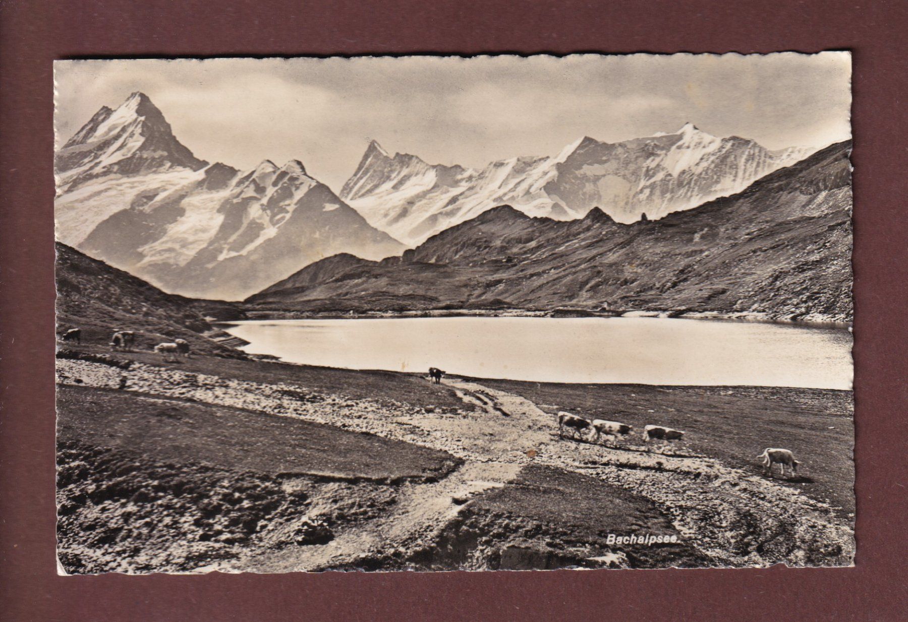 Cartoline postali: BACHALPSEE - Kühe - 1938 – Usato da Pully venduto da nicecards-shop