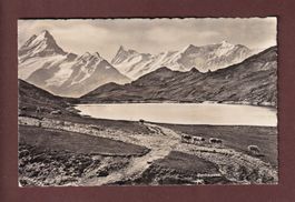 BACHALPSEE - Kühe - 1938