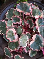 Saxifraga Stolonifera Tricolor Variegata - Steinbrech