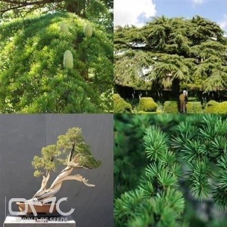 Piante & sementi: Cèdre du Liban  20cm – Nuovo (secondo la descrizione) da Bremblens venduto da FIBONACCI369 1