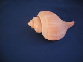 Grosse Muschel 14 cm Südchinesische Meer