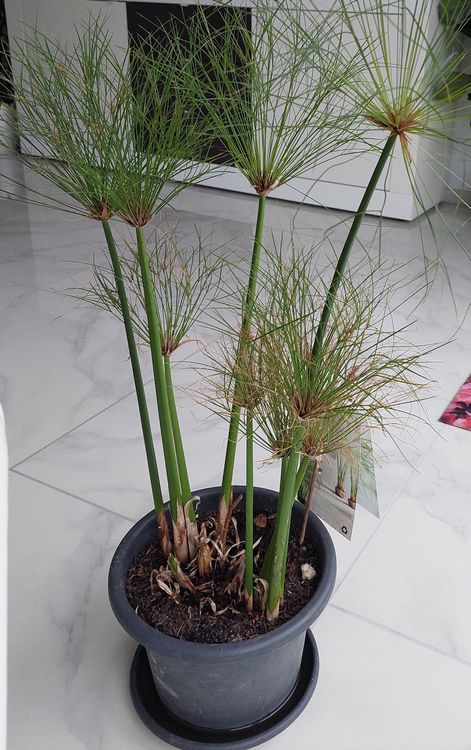 Papyrus spezielle Zimmerpflanze Kaufen auf Ricardo