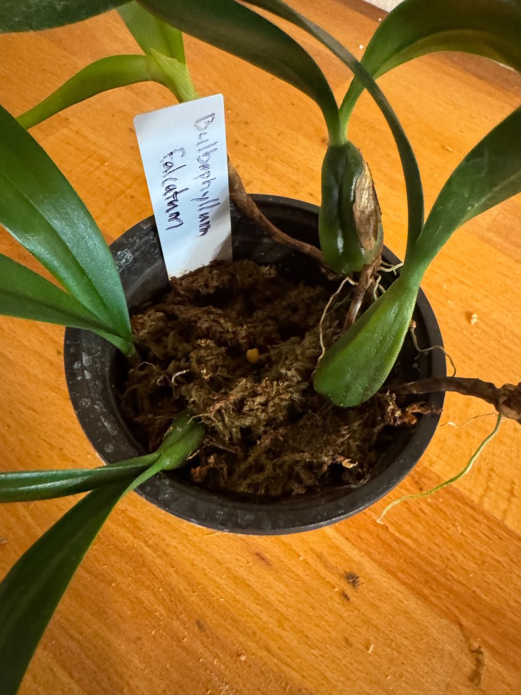 Pflanzen & Samen: Bulbophyllum falcatum – Gebraucht aus Männedorf von mrclst 3
