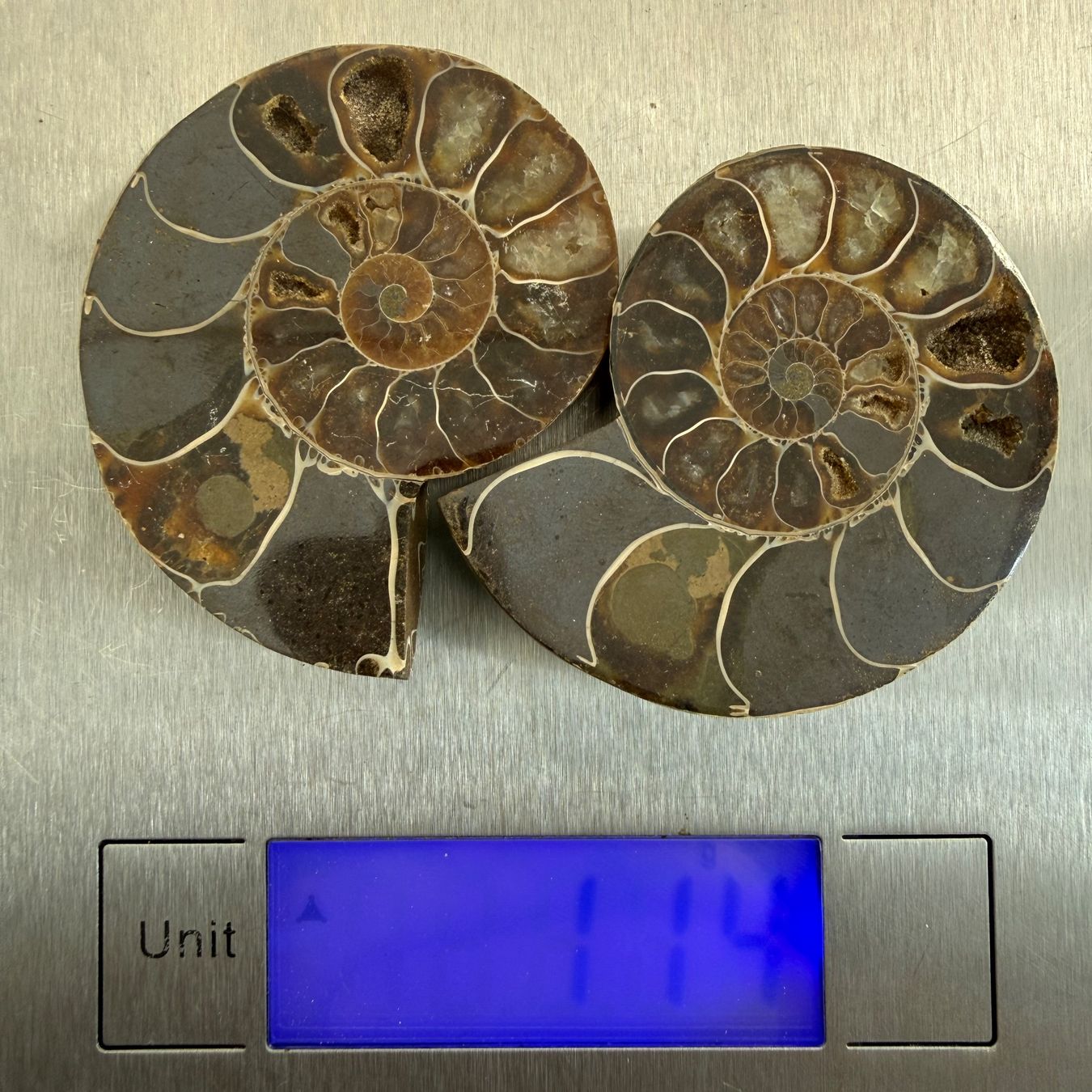 Fossili: Fossil Ammonite halved and polished – Usato da Vésenaz venduto da RMShop 2
