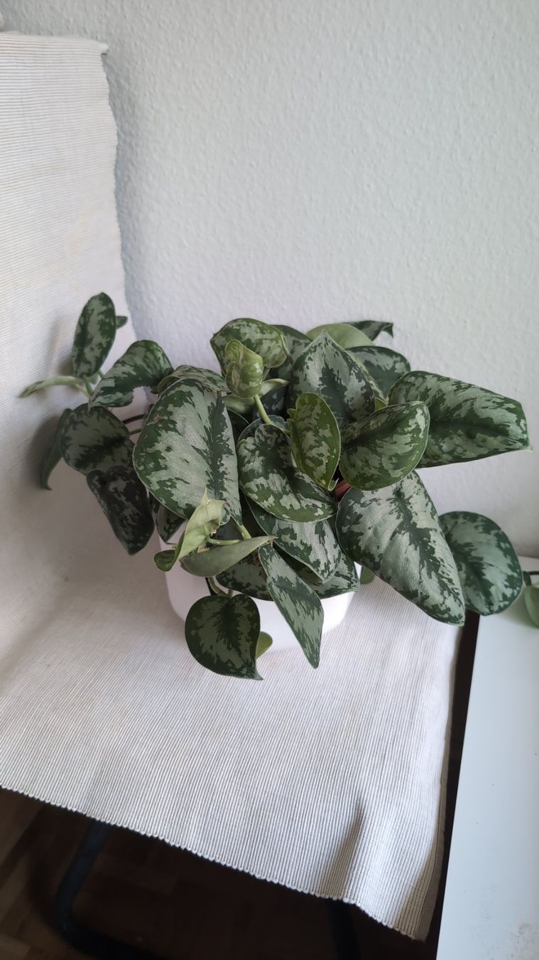 Plantes & graines: Satin Pothos – D'occasion à Wallisellen par ali_x62p 1