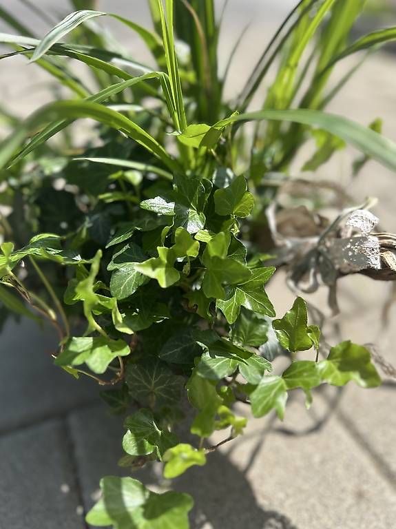 Toutes les décorations: Schattenpflanzen in der Schale  – D'occasion à Frauenfeld par Irene.Schuppli 3