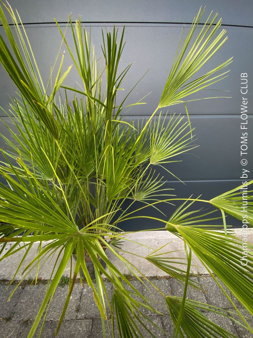 Piante & sementi: Chamaerops Humilis - fürs Haus oder Garten - robuste Palme – Nuovo e nell'imballaggio originale da Adliswil venduto da astom369 7