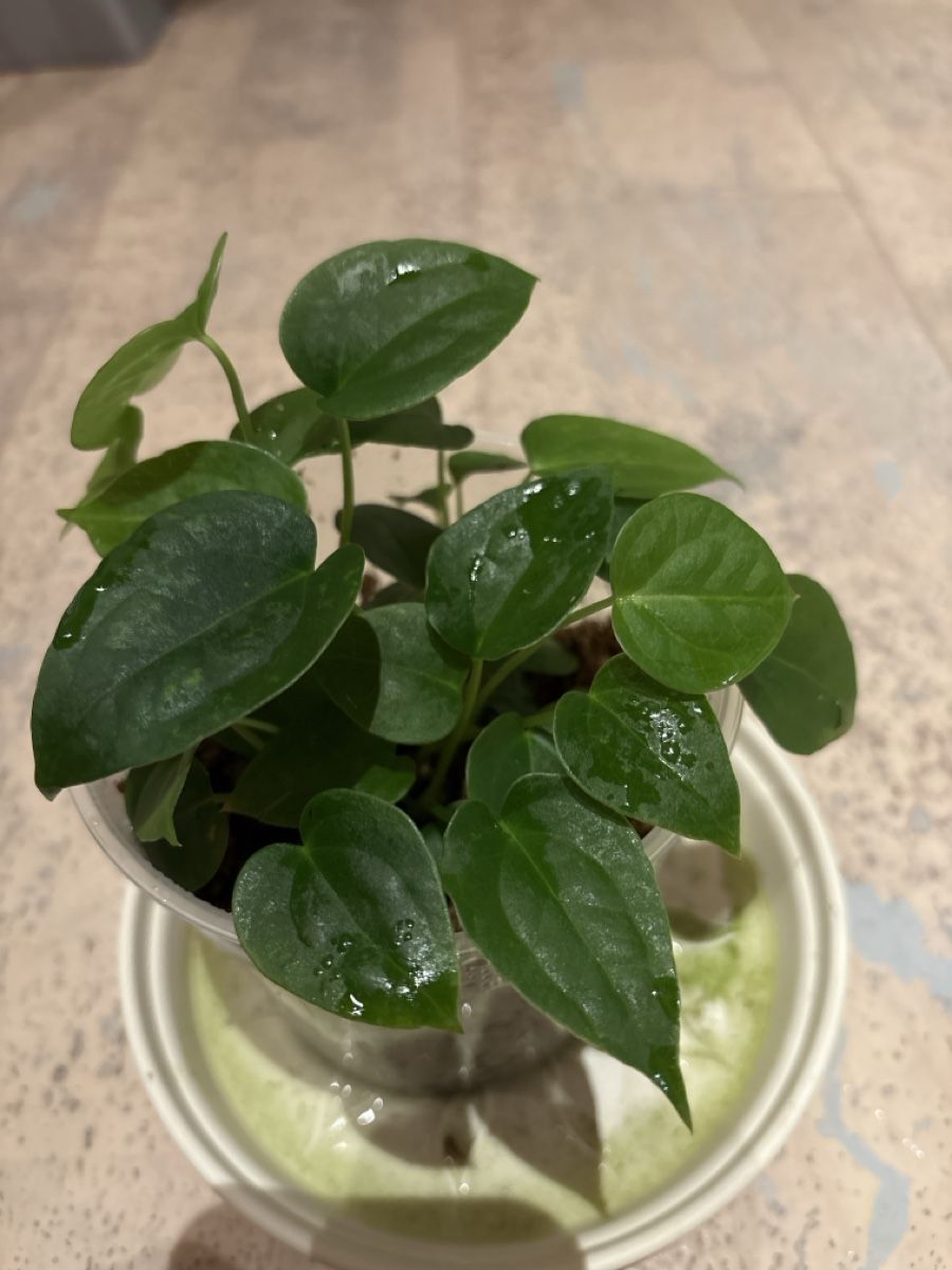 Piante & sementi: Anthurium Luxurians Hybrid – Usato da Niederbüren venduto da Monde09 2