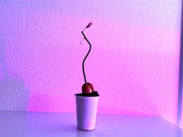 Avocado Baum (jungpflanze)