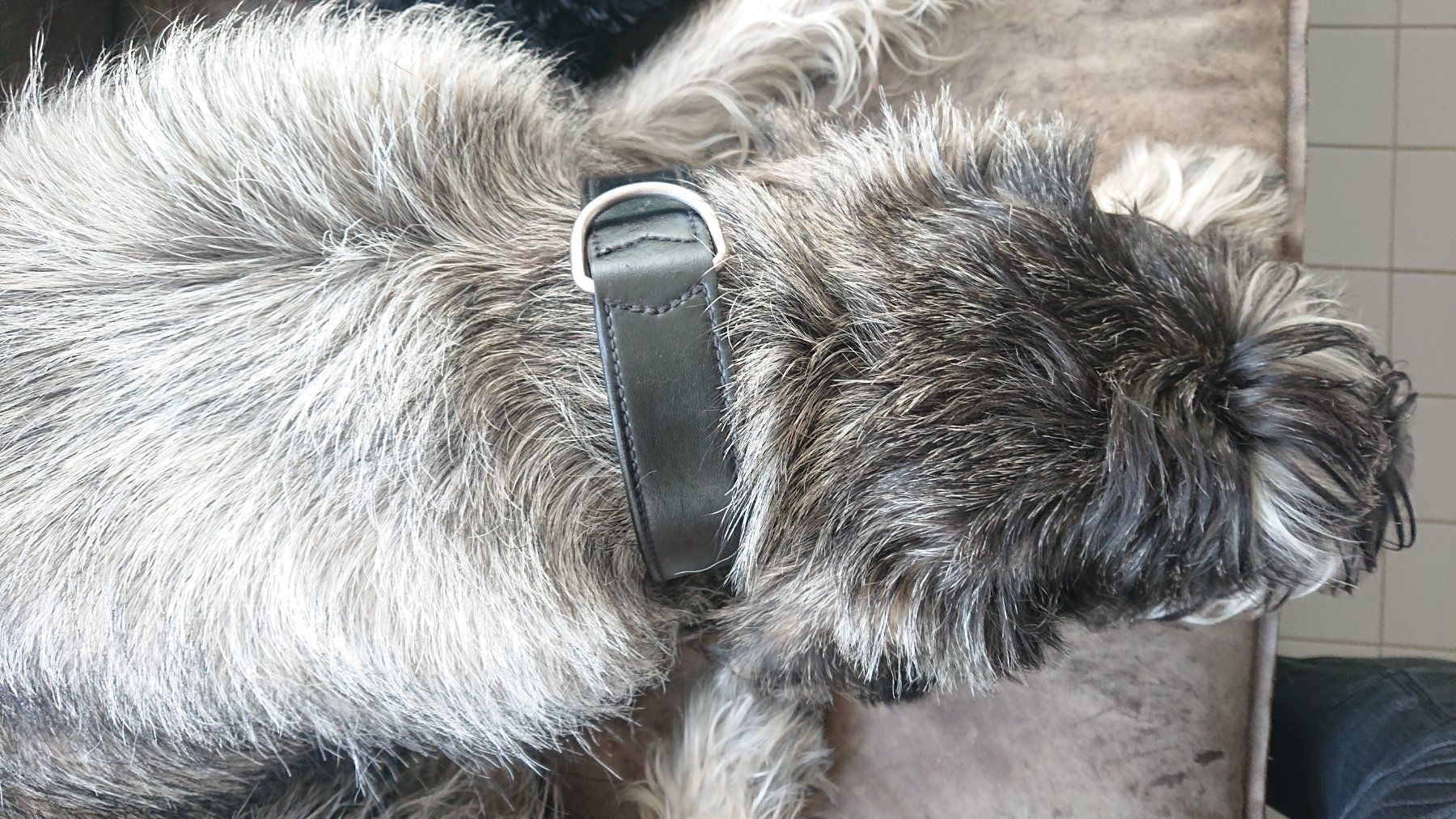 Leine & Halsband: Gut erhaltenes HUNTER Leder-Halsband – Gebraucht aus Huttwil von jusch2 4