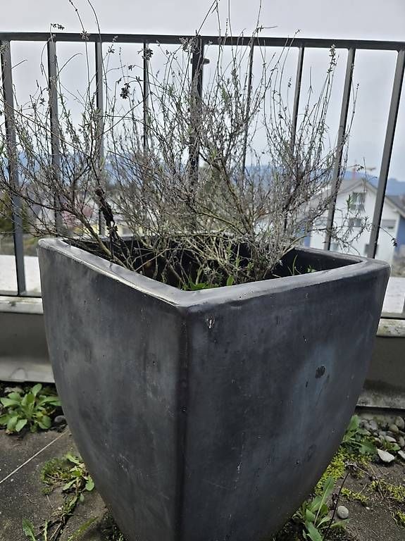 Vasi per fiori: Ton Topf – Usato da Diepoldsau venduto da Borgon