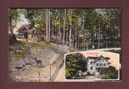 ST. GALLEN - Wildpark Peter & Paul - Restaurant - 1915