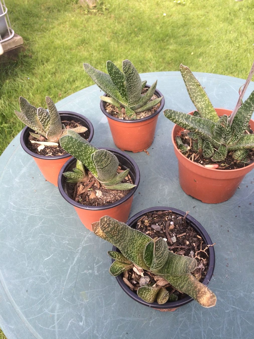 Piante & sementi: Gasteria Hirschzunge – Nuovo (secondo la descrizione) da Vinelz venduto da Wellensittich55 3