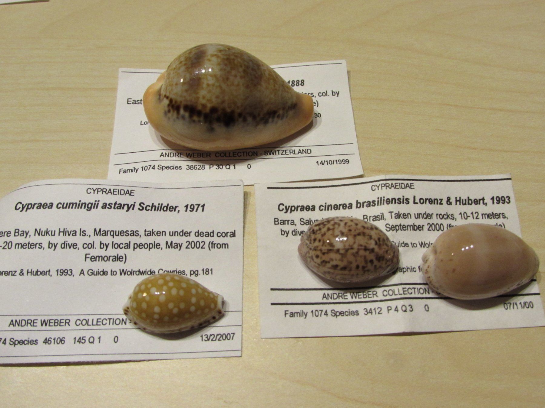 Fossili: Meerestiere, alte Muschel Sammlung, 13 stck – Usato da Walchwil venduto da Shells1 2