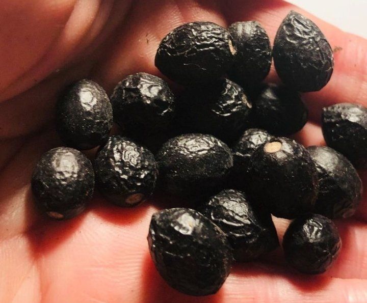 Piante & sementi: 15 SAMEN LORBEER BAUM WILD & DUFTIG‪ – Nuovo e nell'imballaggio originale da Rovio venduto da POSITIFFARTandPLANTS 5