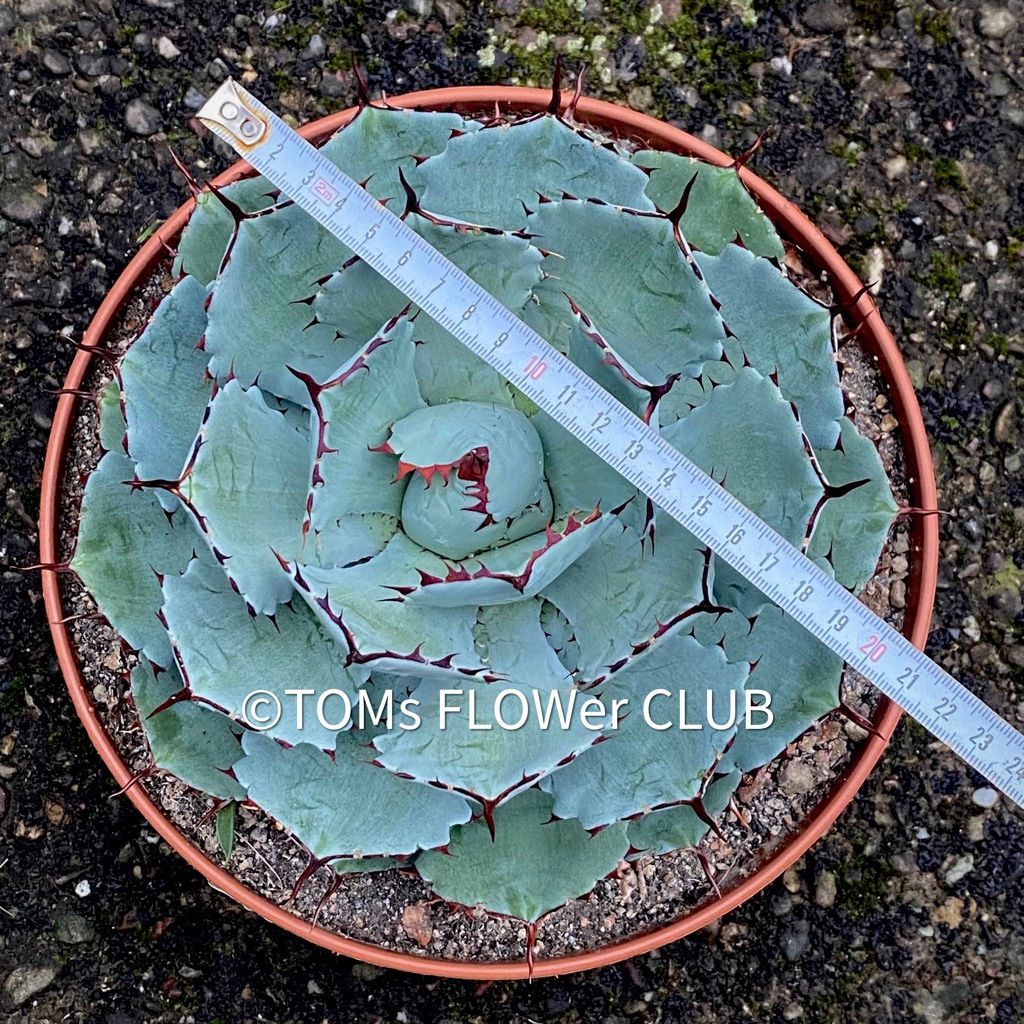 Piante & sementi: Agave Potatorum Kichiokan Ø 20cm – Nuovo e nell'imballaggio originale da Adliswil venduto da asTOMas963