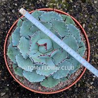 Agave Potatorum Kichiokan Ø 20cm