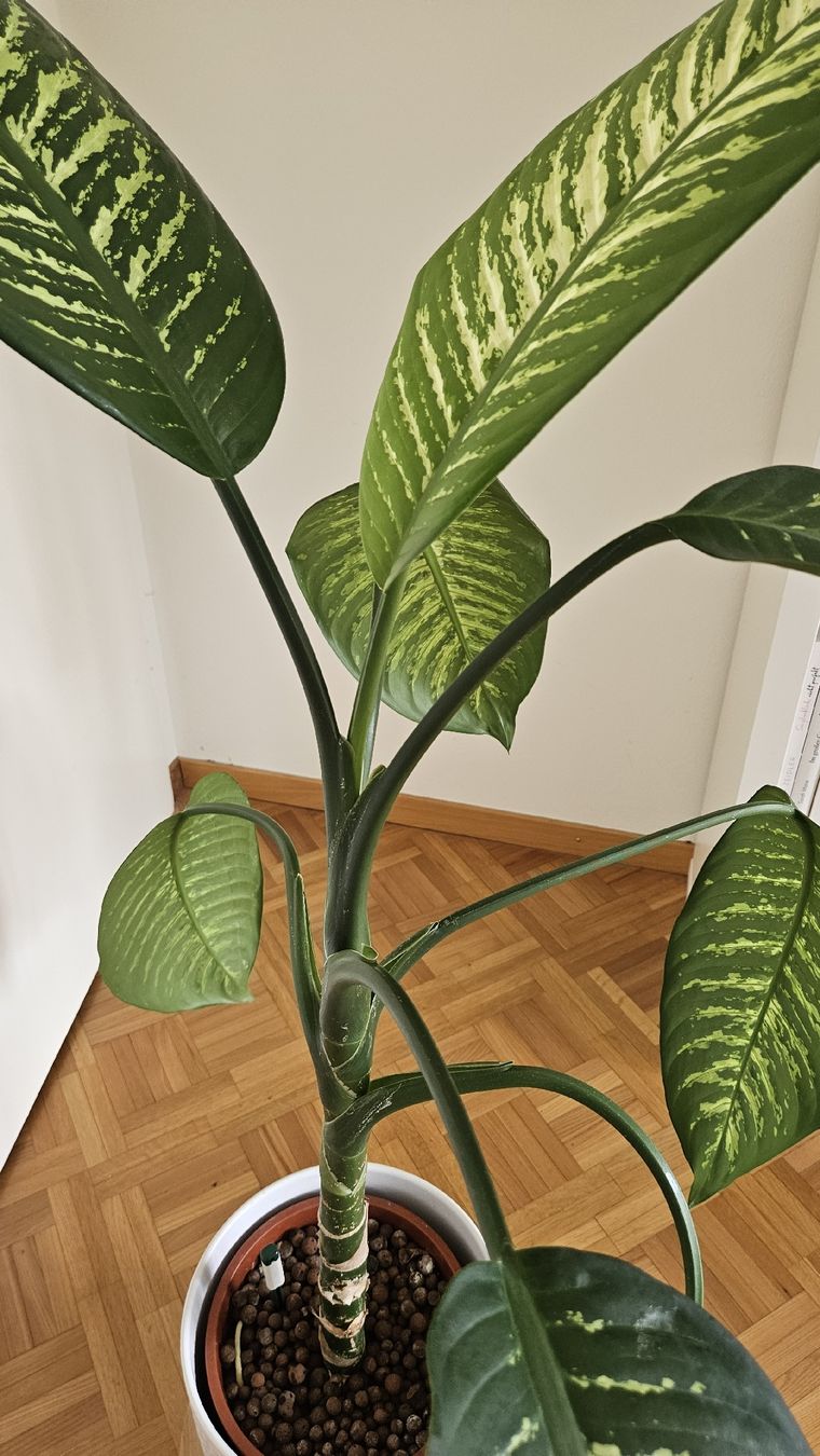 Piante & sementi: Zimmerpflanze "Dieffenbachia" – Usato da Emmenbrücke venduto da L_W 2