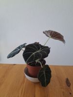 Alocasia black velvet rhizome 