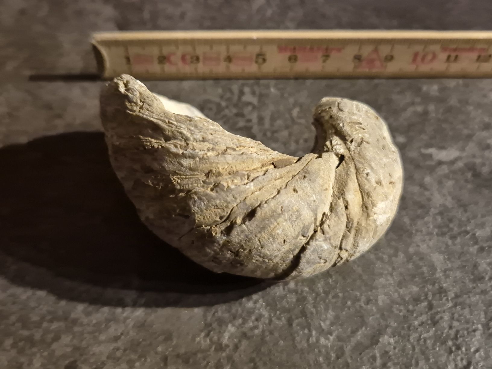 Fossili: Fossil Schnecke, Top Zustand – Nuovo (secondo la descrizione) da Abtwil SG venduto da Adler770 2
