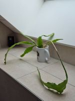 Epiphyllum Frühlingsgold