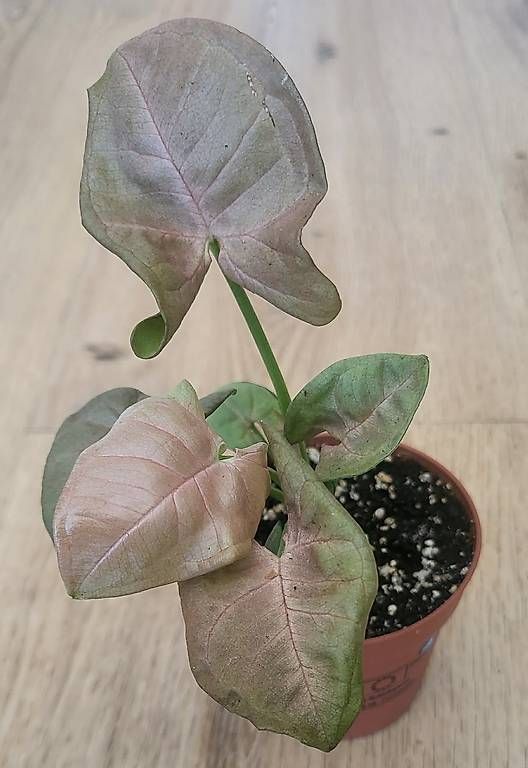 Piante & sementi: Syngonium Pink Neon – Usato da Pregassona venduto da maslud 1