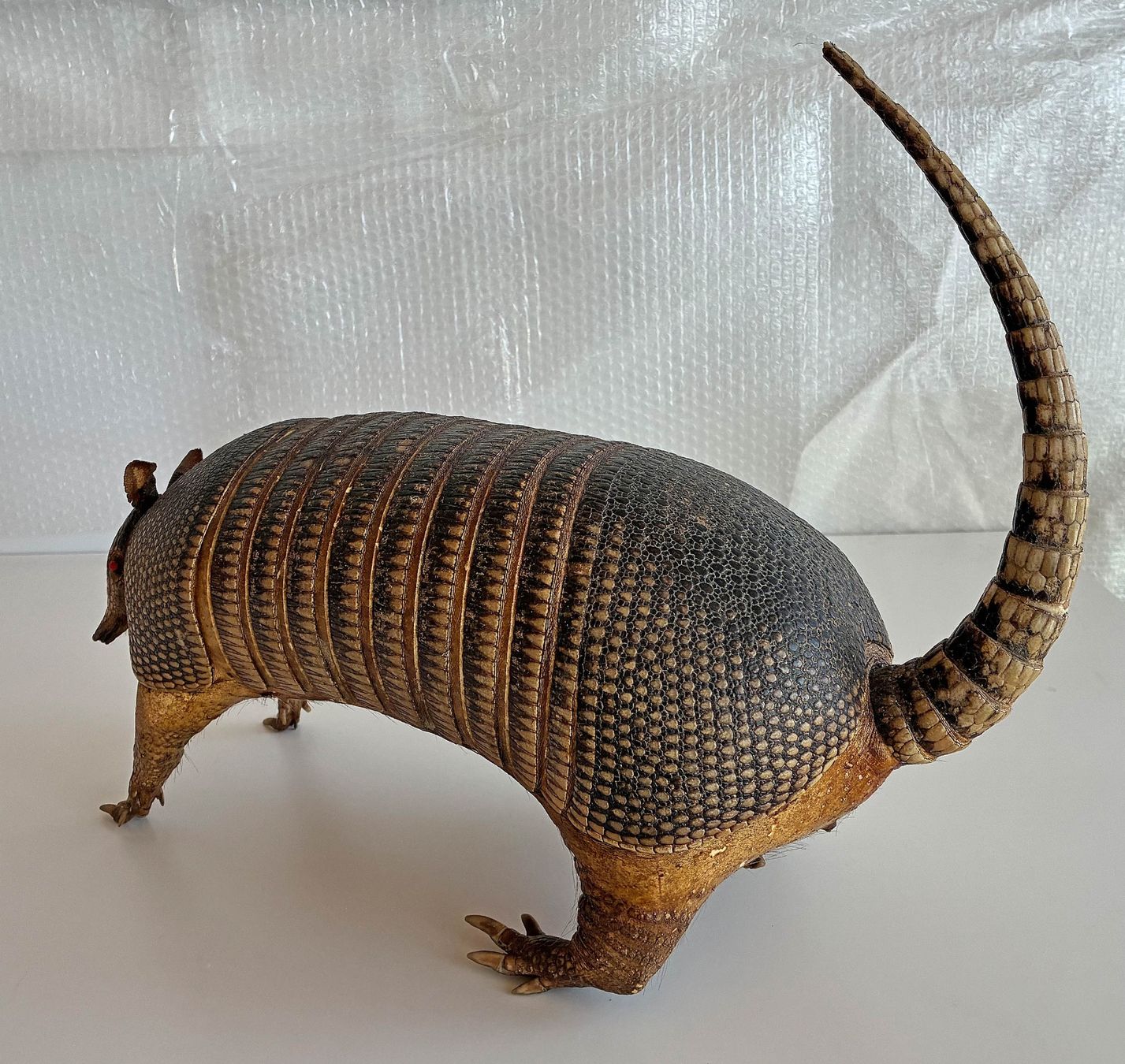 Il mondo degli animali: Gürteltier – Usato da Bäretswil venduto da robsonantik 1