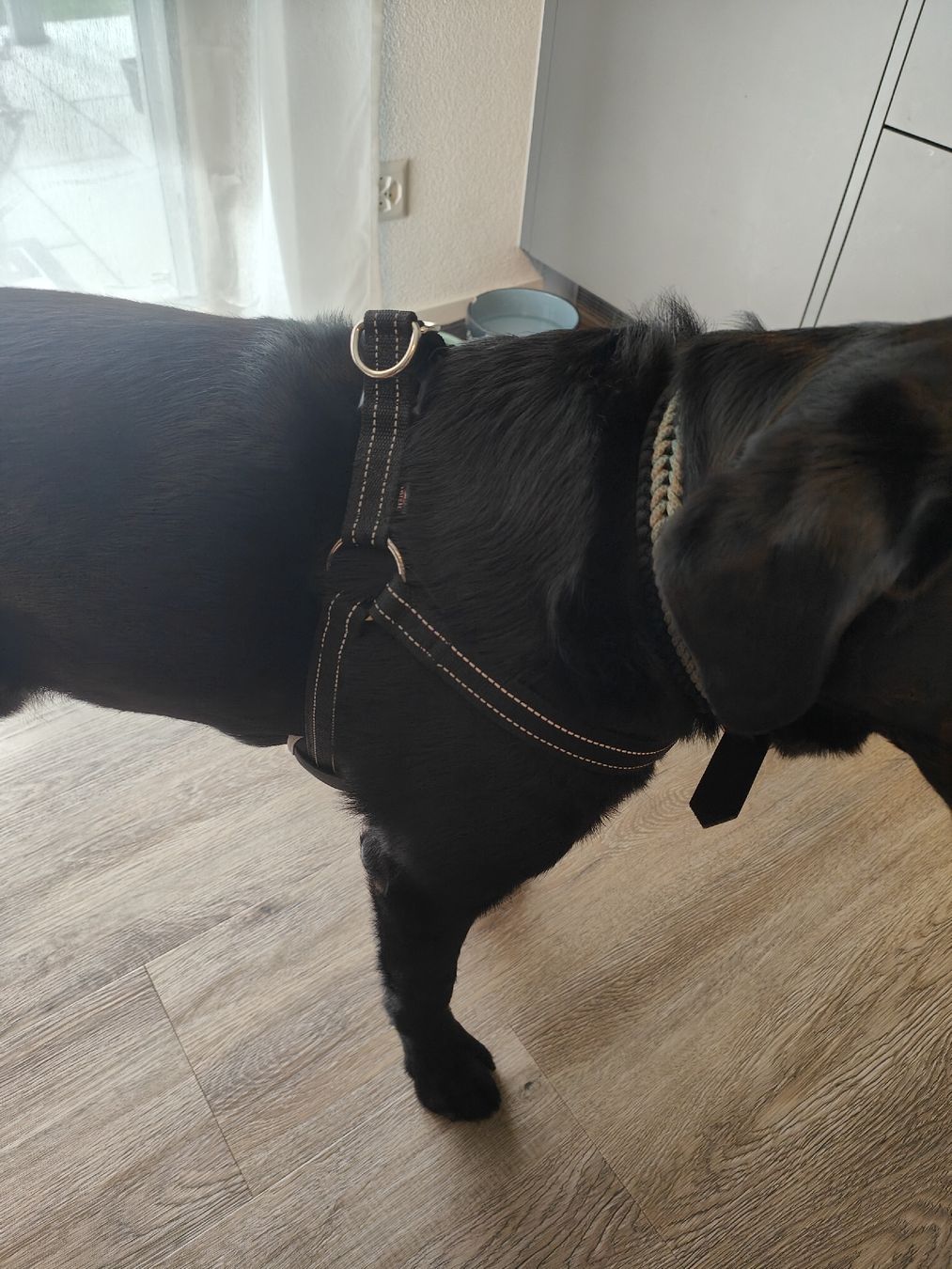 Trixie Leine & Halsband: Hundegeschirr Trixie Gr. M/L – Neu (gemäss Beschreibung) aus Kandergrund von Sam1818 8