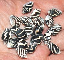 Deko Meer Muschel Set 403 – Zebra Schnecke 20 Stück