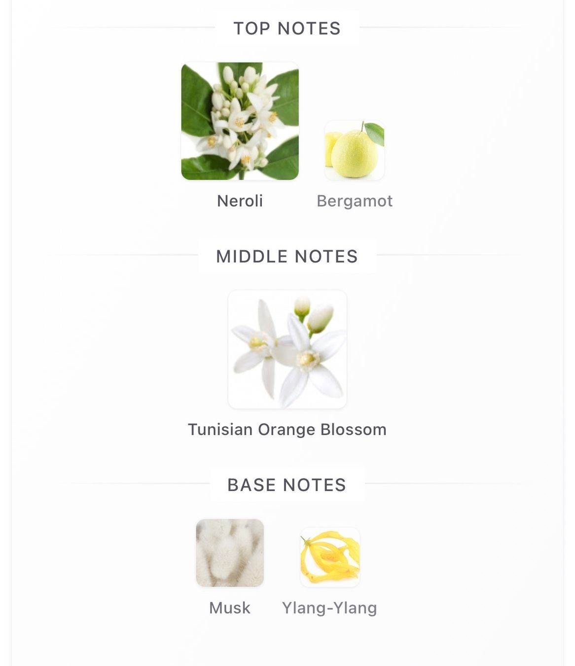 Parfum & Eau de Toilette: Matière première neroli oranger 100 ml – Neu und originalverpackt aus Brugg AG von OLFACTO_PRIVE 4